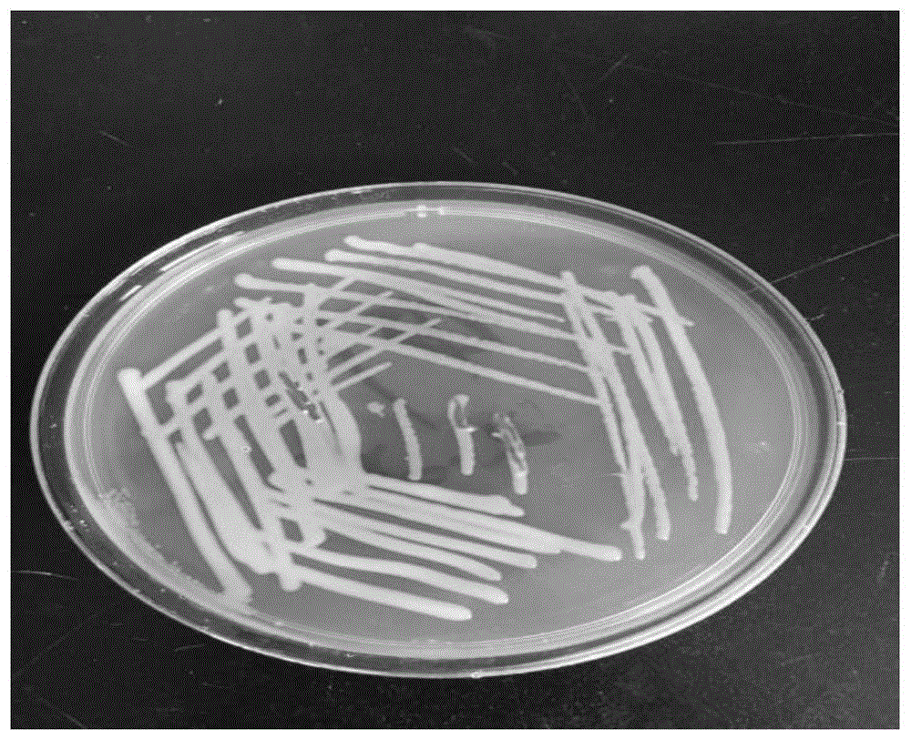 一株嗜麦芽窄食单胞菌DIF3、微生物菌剂、生产方法及应用与流程