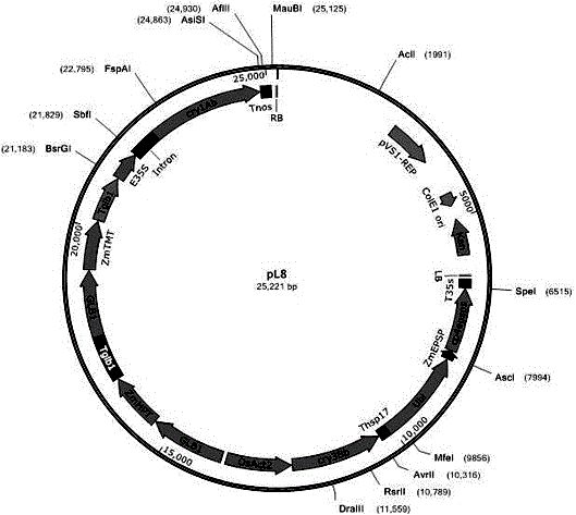 转基因玉米BBHTL8-1外源插入片段旁侧序列及其应用的制作方法