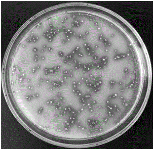 一种帕氏乳杆菌厌氧发酵剂及其应用的制作方法