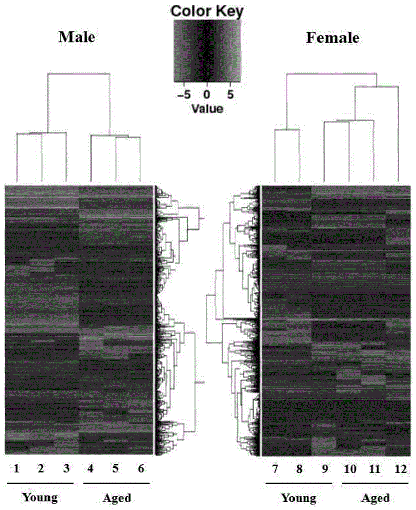 一种长链非编码RNA lnc-PMIF及其小干扰RNA和应用的制作方法