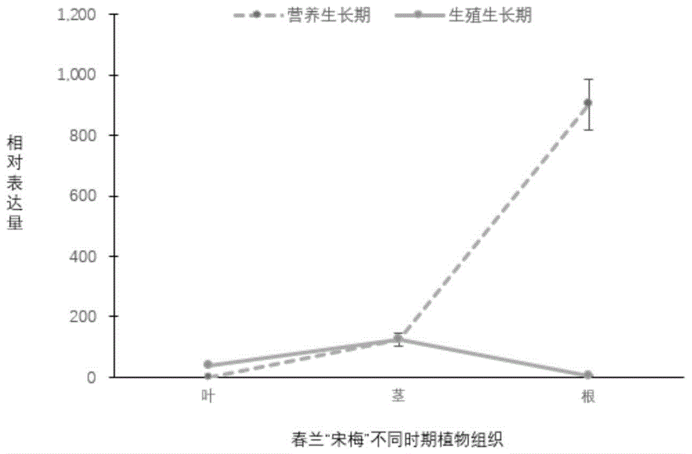 春兰miR390a在控制植物根系发育中的应用的制作方法