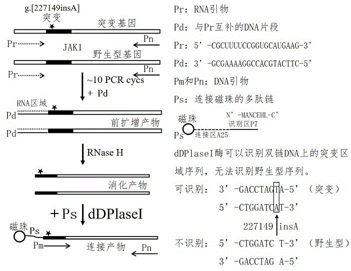 一种JAK1基因特定突变检测试剂盒及其检测方法与流程