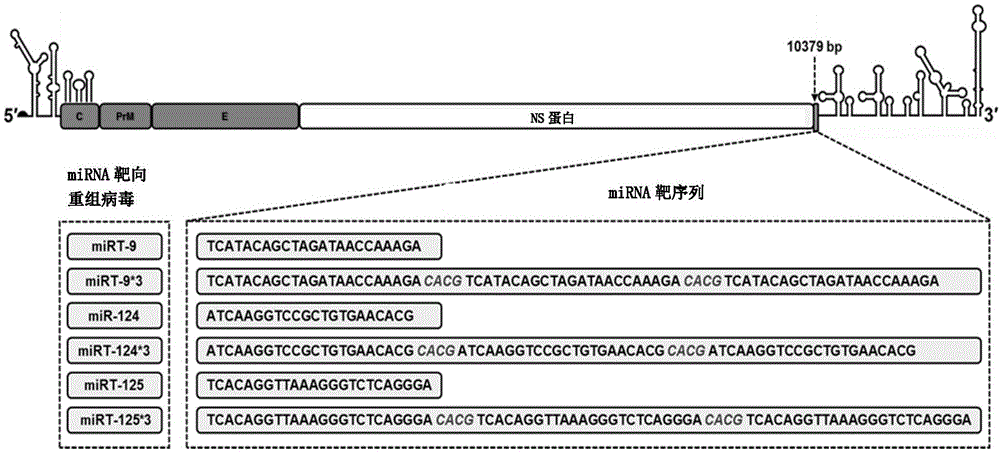携带特异miRNA靶序列的重组寨卡病毒及其应用的制作方法