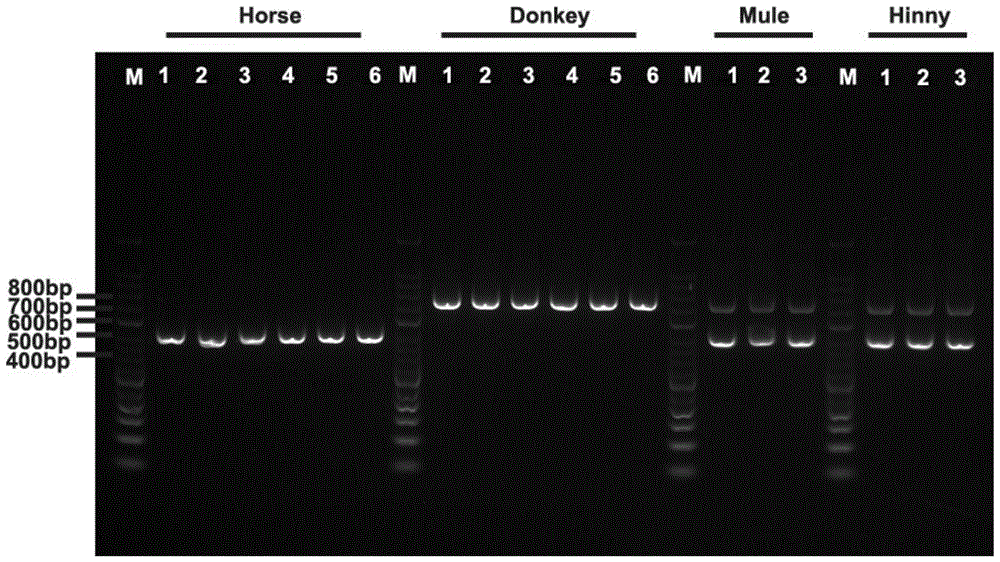 用于检测马、驴、马骡以及驴骡源性成分的引物组及检测试剂盒的制作方法