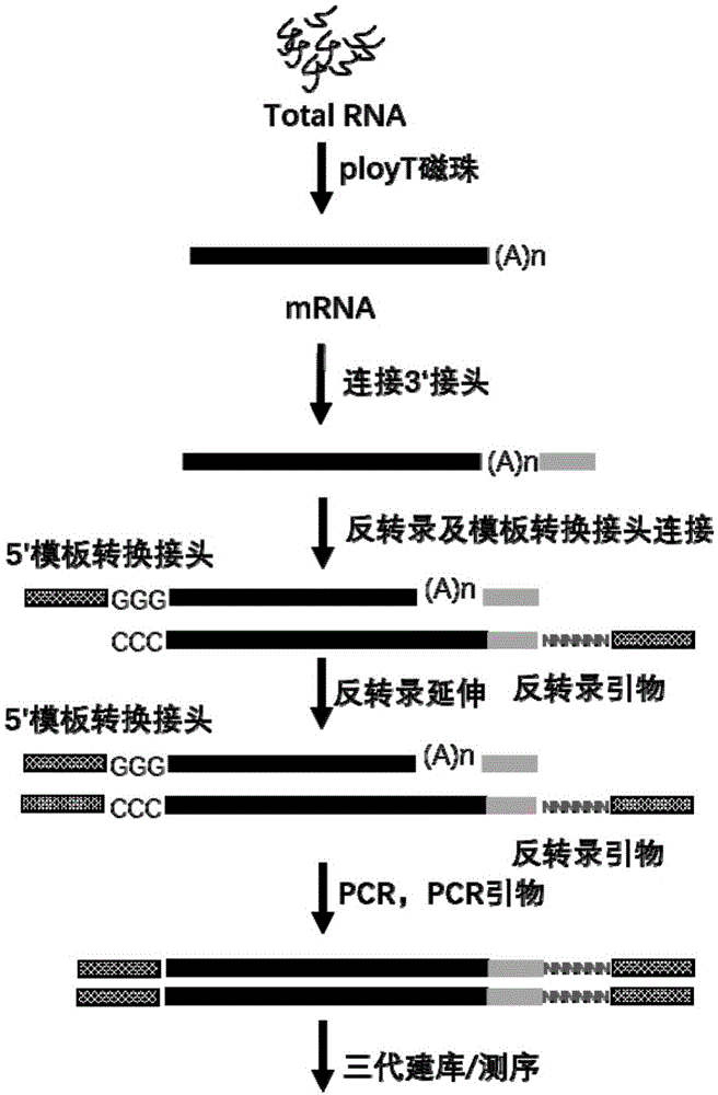 对含有poly(A)的RNA测定的方法及试剂盒与流程