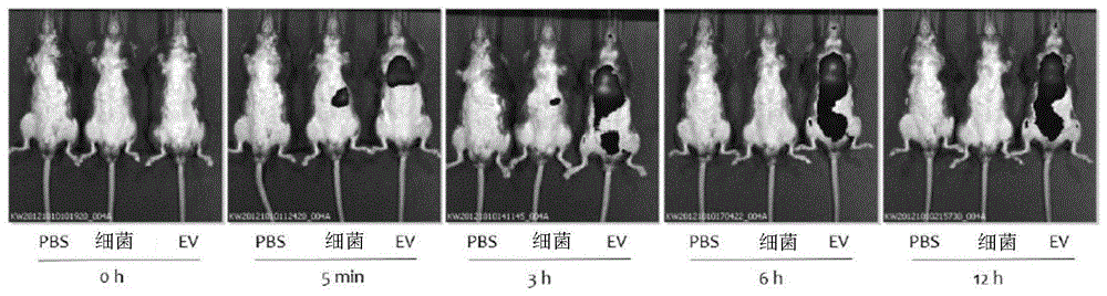 来源于变形杆菌属的细菌的纳米囊泡和其用途的制作方法