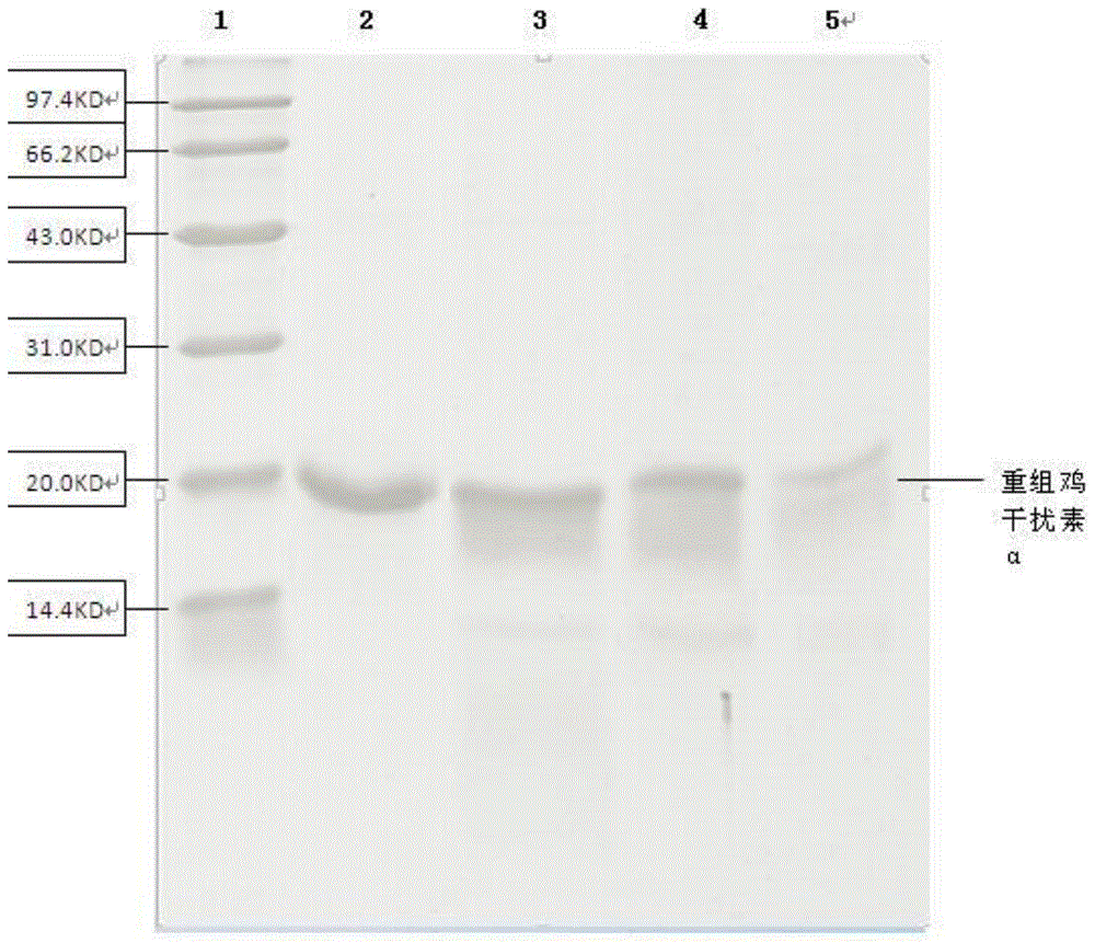 一种从重组鸡干扰素α复性液中纯化制备重组鸡干扰素α的方法与流程