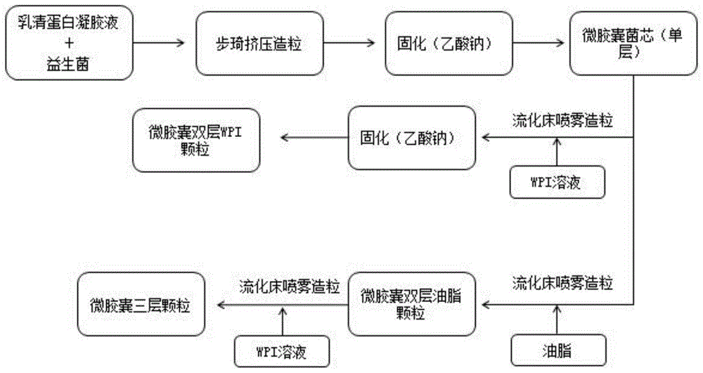 一种挤压造粒法制备益生菌微胶囊的方法及其产品与流程