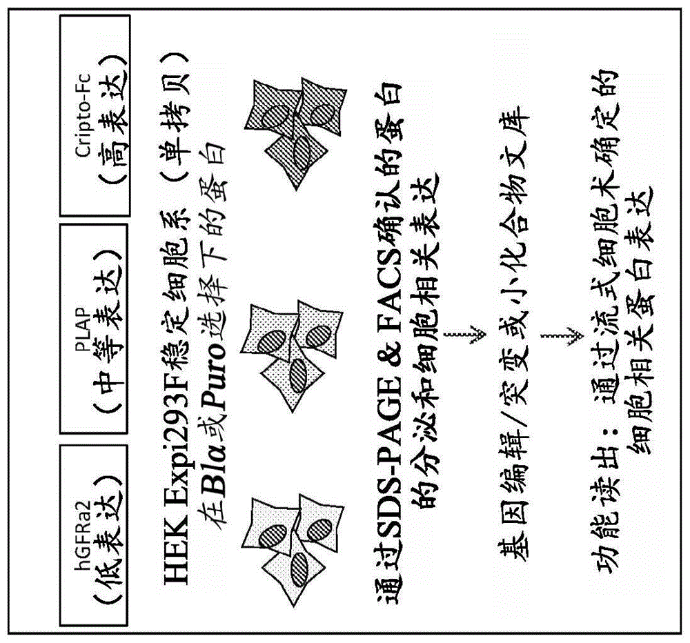 用于增加蛋白产量的细胞系和方法与流程