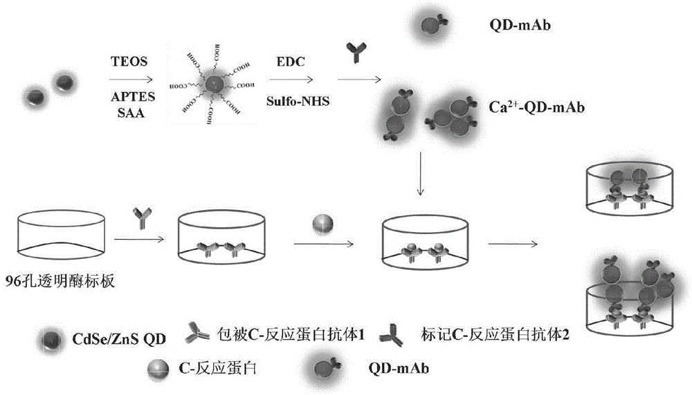 一种金属离子-QLISA免疫检测信号放大试剂盒及其制备方法与流程