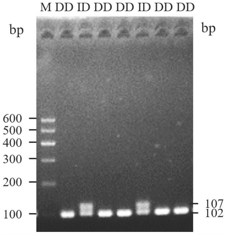 绵羊IGF2BP1基因插入/缺失多态性的检测引物对、试剂盒、方法和应用与流程