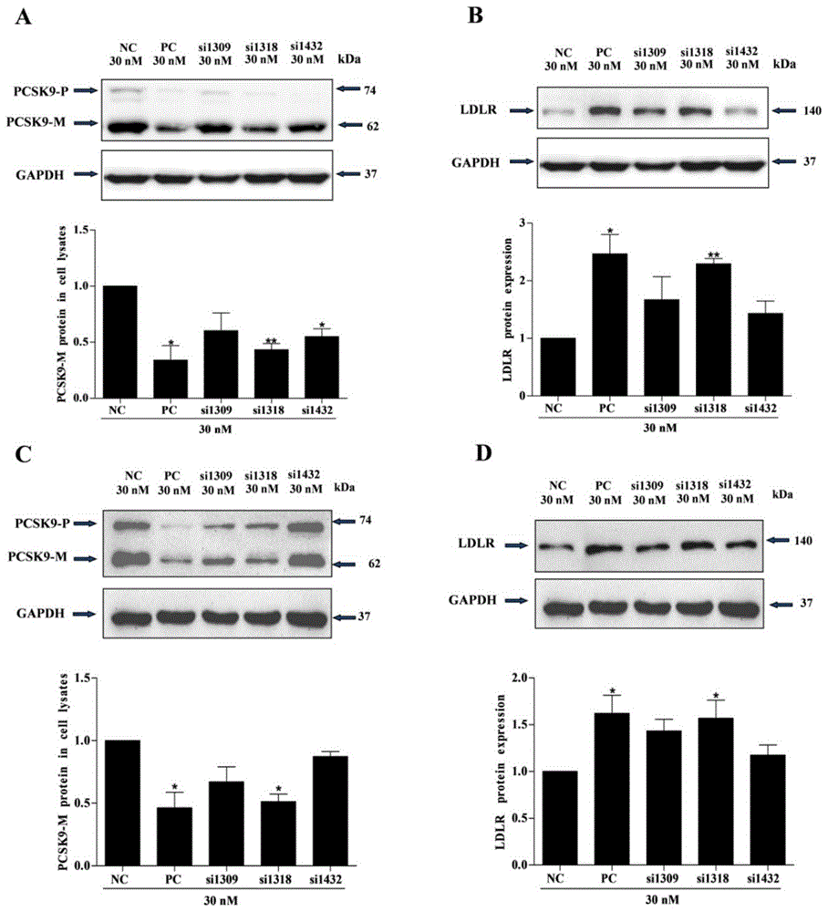 抑制人PCSK9基因表达的siRNA及其应用的制作方法
