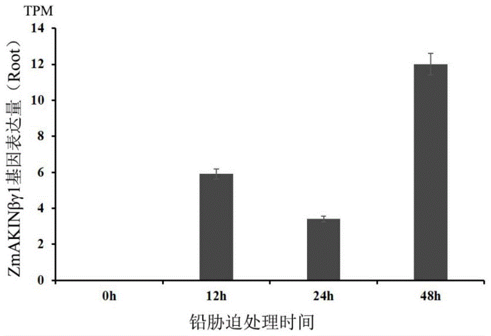 玉米ZmAKINβγ1基因在培育耐铅胁迫的玉米中的应用的制作方法