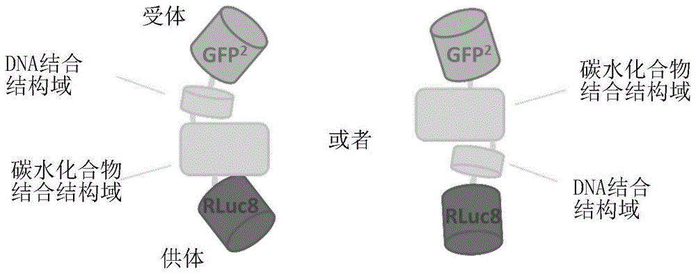 碳水化合物传感器的制作方法