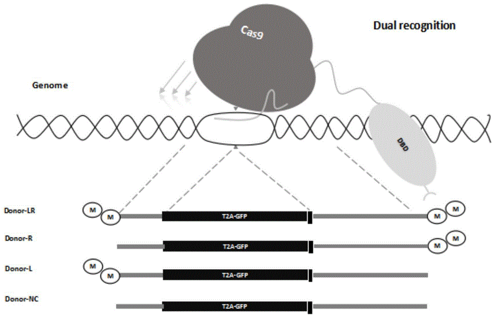 提高基因敲入效率的Cas9融合蛋白和外源基因敲入整合系统的制作方法