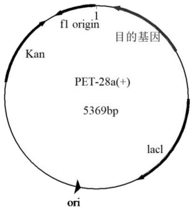 一种基于基因修饰得到人重组干扰素的融合基因、融合蛋白及其制备方法与流程