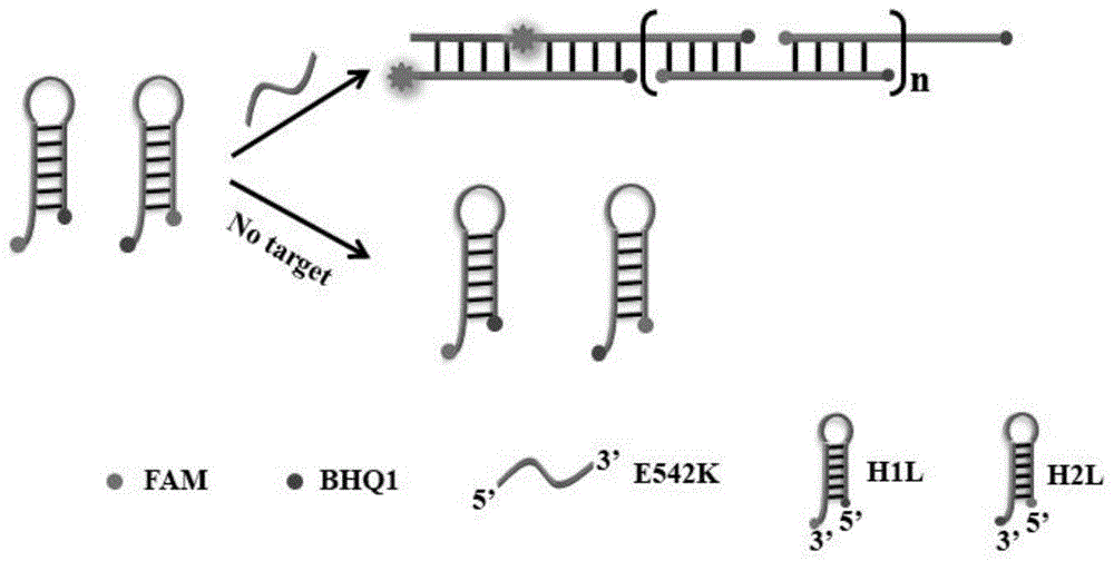 基于杂交链式反应的荧光DNA传感器及E542K基因检测方法与流程