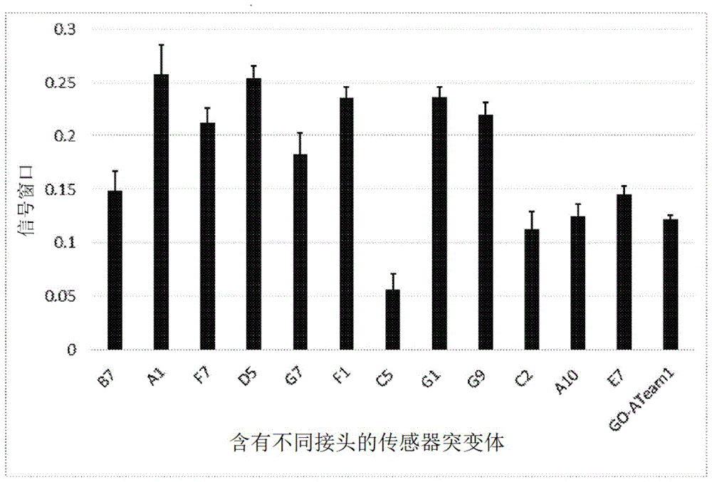 用于对细胞内ATP进行活细胞分析的方法和组合物与流程