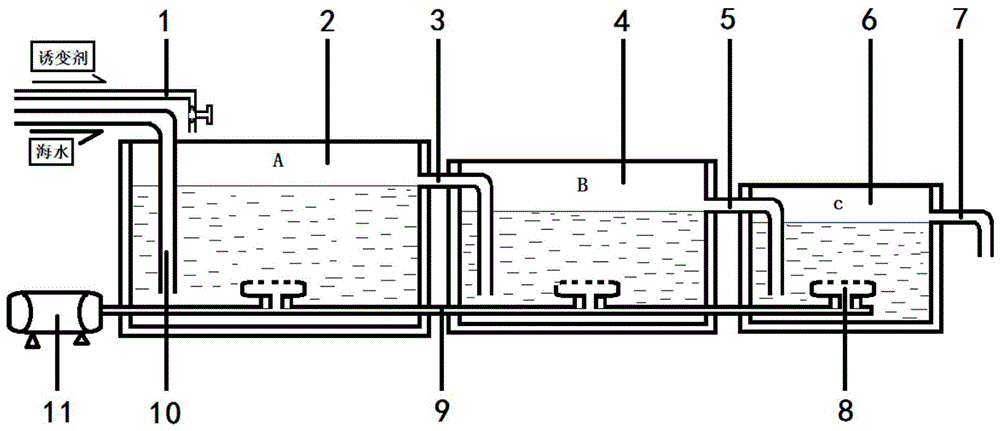 一种梯级流动诱导龟足腺介幼虫附着变态的梯级培育池的制作方法