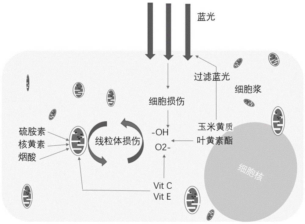 护眼微量营养素预混料乳剂及其制备方法和应用与流程