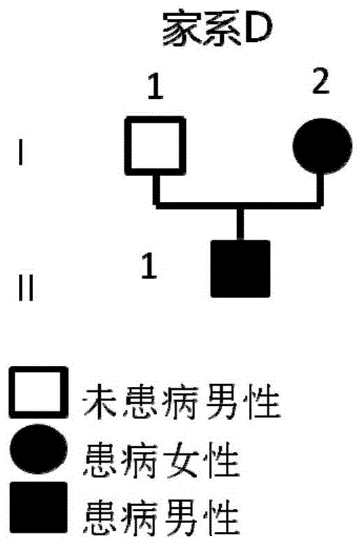 一种非综合征型先天缺牙相关的低频/罕见突变及其检测方法与流程