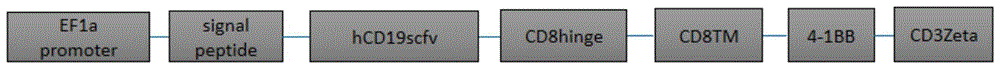 靶向人CD19的嵌合抗原受体及其应用的制作方法