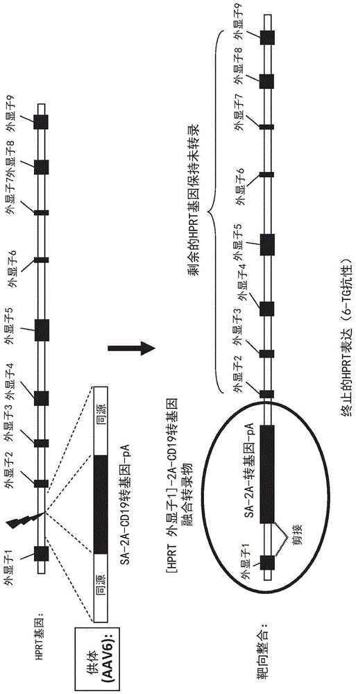 嵌合抗原受体介导的细胞靶向的制作方法