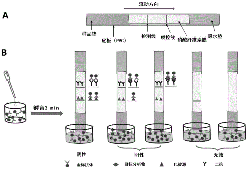 一种检测氟虫腈及其代谢物的胶体金试纸条及其制备方法与流程