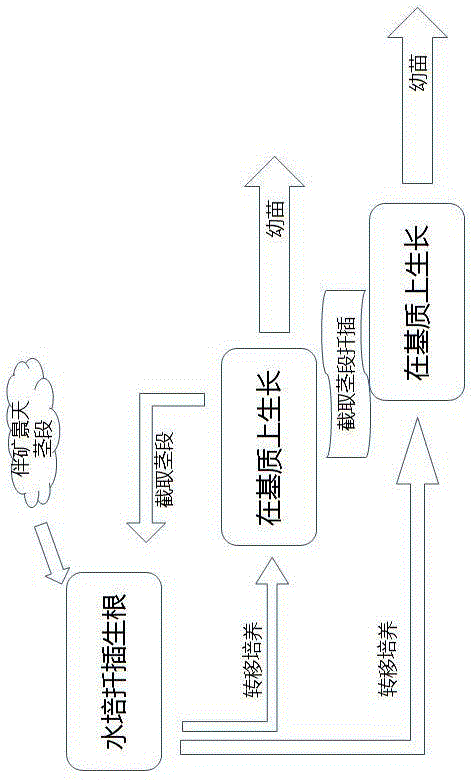 一种锌镉超积累植物伴矿景天快速扦插繁殖方法与流程