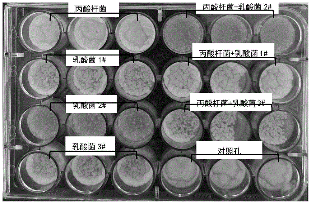 具有协同抑霉菌活性的丙酸杆菌和乳酸菌组合菌的筛选方法与流程