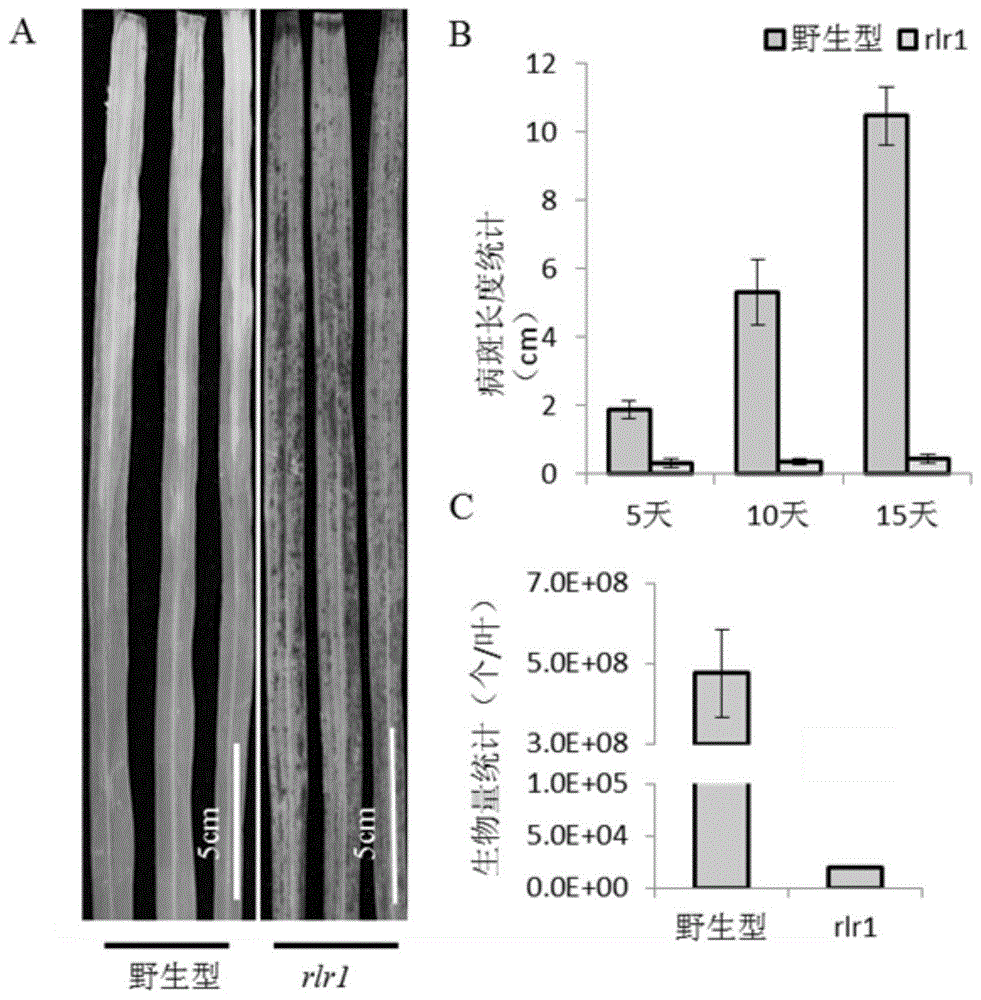 抗病基因OsRLR1、转录因子OsWRKY19以及在水稻抗白叶枯病育种中的应用的制作方法