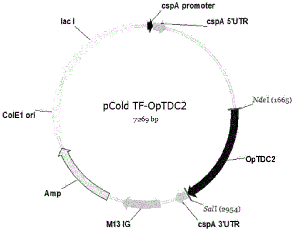 一种短小蛇根草色氨酸脱羧酶基因OpTDC2的克隆表达及应用的制作方法