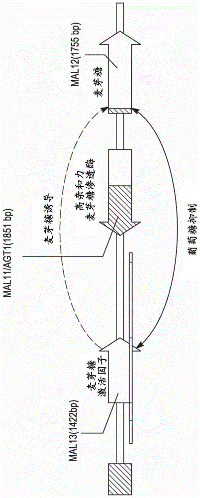 通过具有组成型转录激活因子MAL等位基因的酵母增加乙醇生产的制作方法