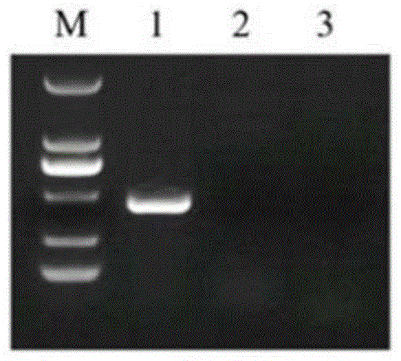 犬新孢子虫特异PCR检测试剂盒及制备方法和应用与流程