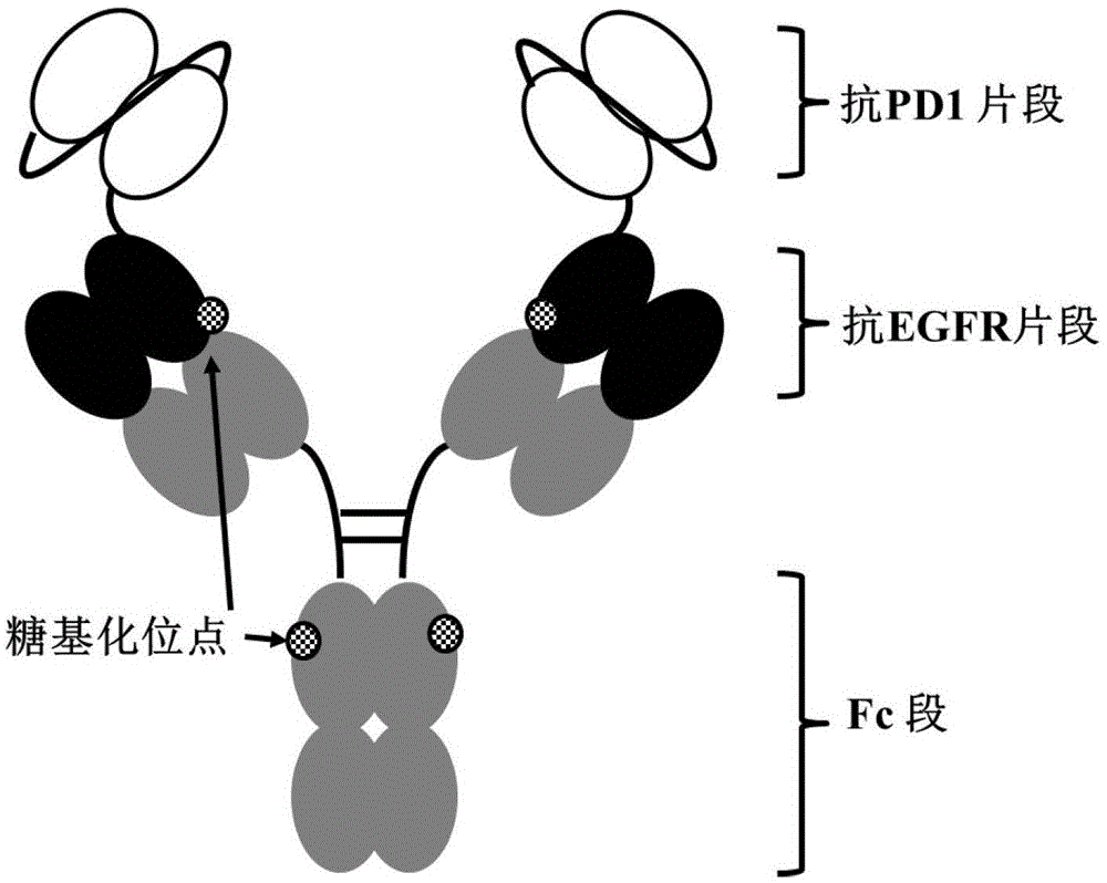 抗EGFR/PD-1双特异性抗体的制作方法