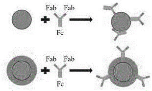 蛋白A包覆磁性纳米团簇以及制备方法及其在捕获抗体方面的应用与流程