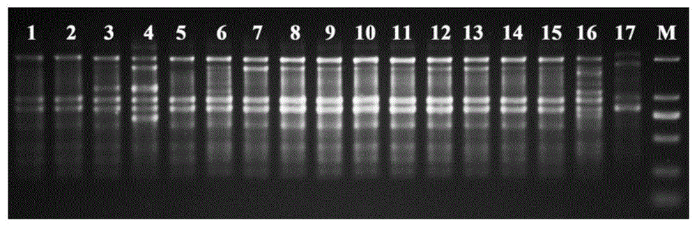 用于分析和鉴定桃遗传多样性的SCoT分子标记及其应用的制作方法