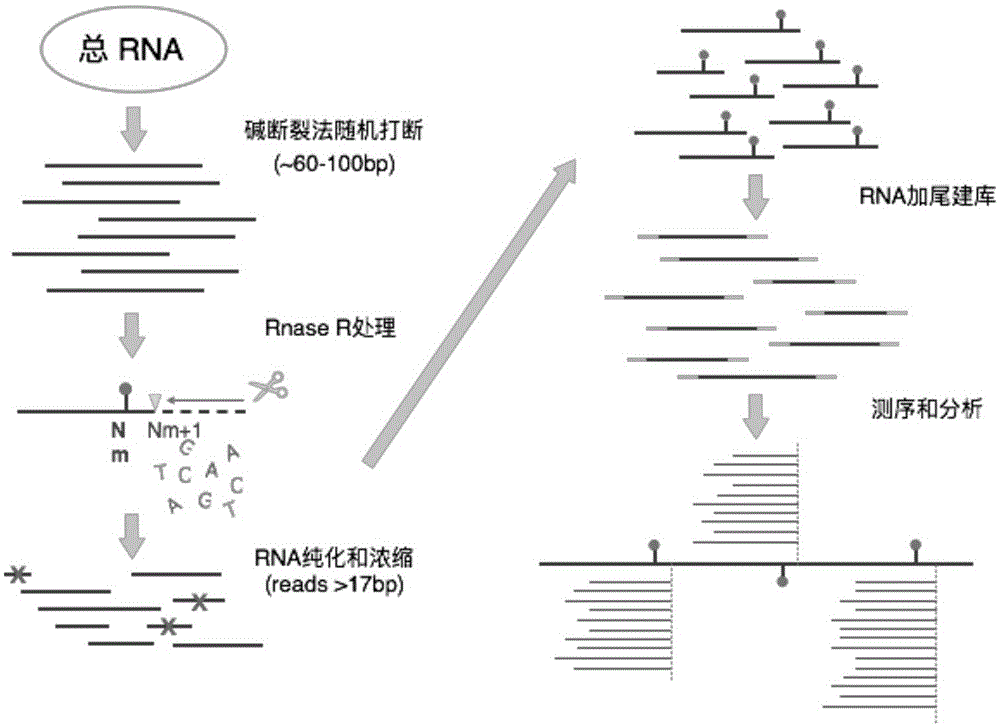 鉴定rna分子中2`-o-甲基化修饰的方法及其应用与流程