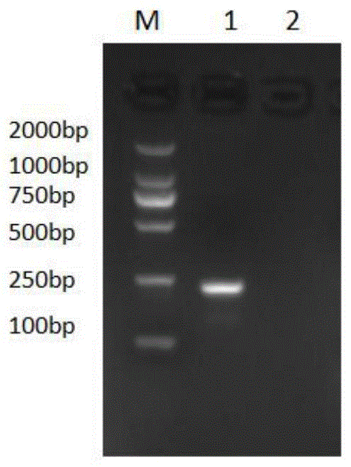 一种利用PCR-ELISA检测具核梭杆菌的方法与流程