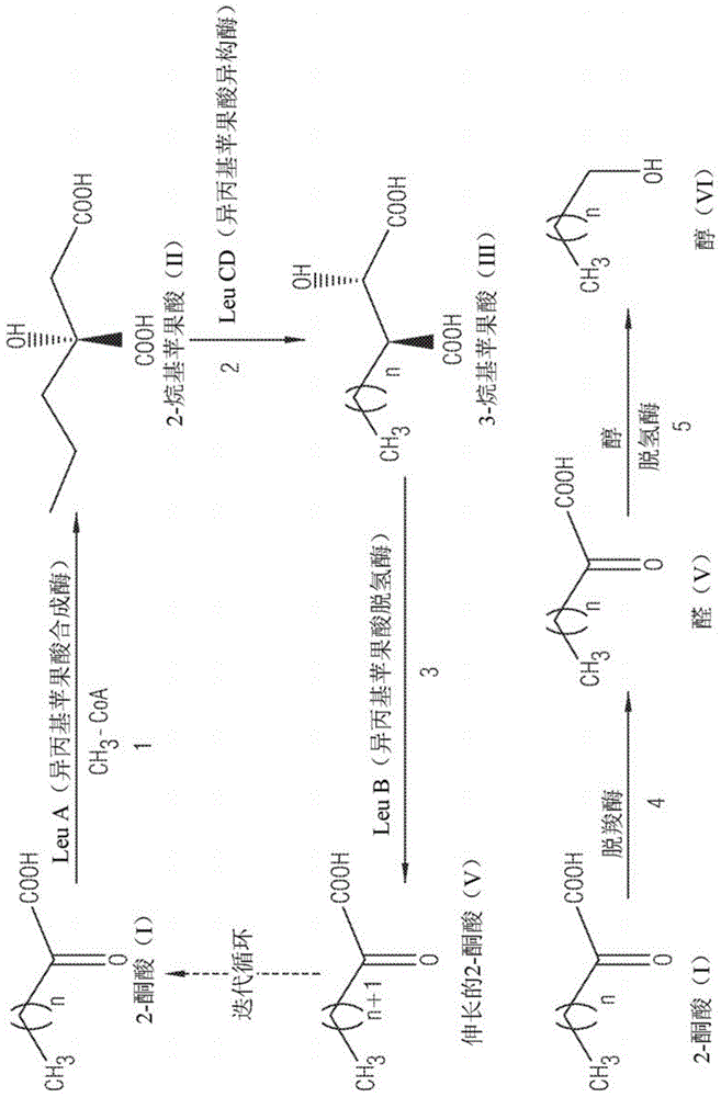 基因修饰的异丙基苹果酸异构酶酶复合物及用其制备伸长的2-酮酸和C5-C10化合物的方法与流程