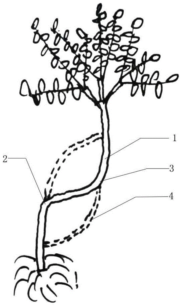 园林苗木一树多干镂空造型方法与流程