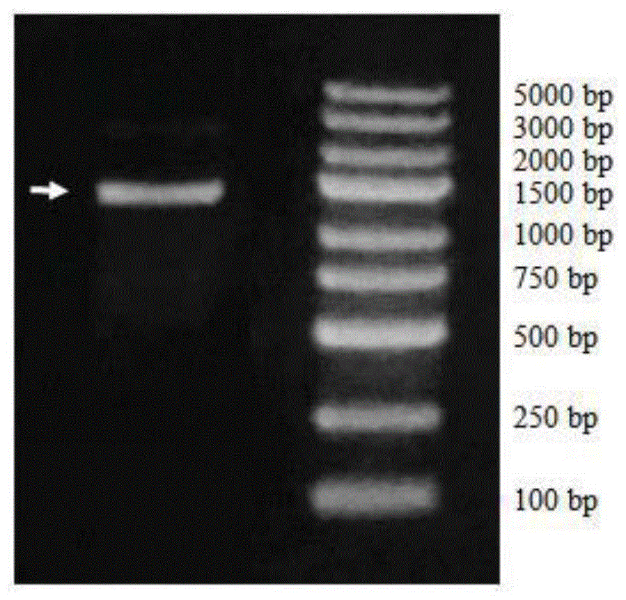 一种孝顺竹转录因子BmMYB83基因及其应用的制作方法