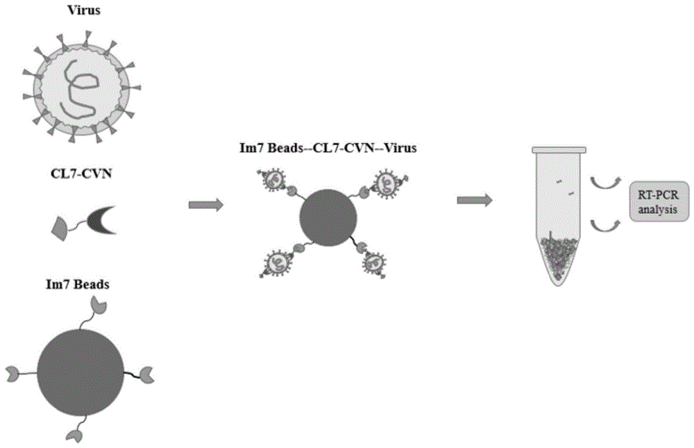 基于CL7-CVN和Im7系统分离、富集和检测囊膜病毒的方法与流程