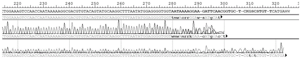 一种卵形鲳鲹性别特异性分子标记引物、试剂盒及其应用的制作方法