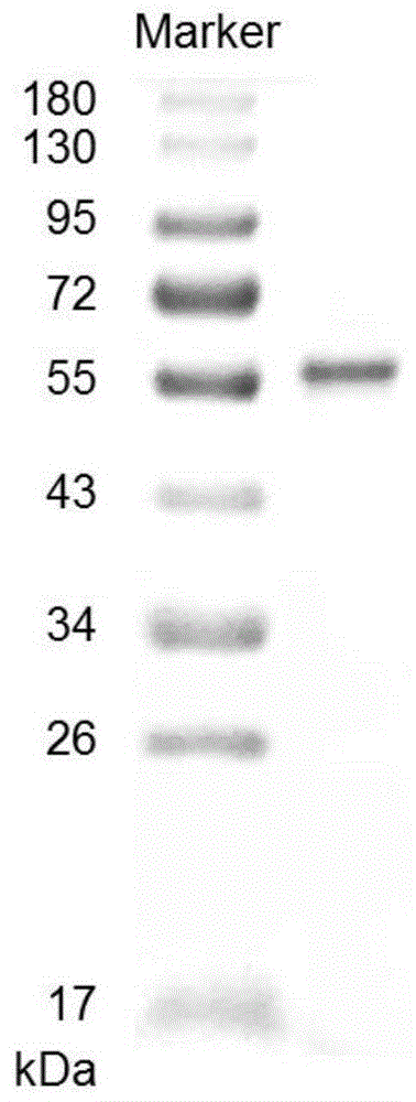 一种酶法定量检测κ-卡拉胶的方法与流程