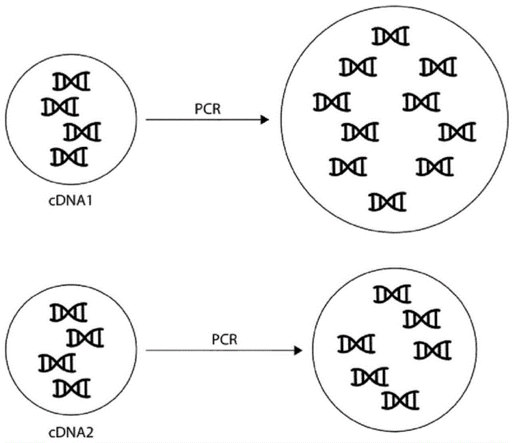 从PCR后的独特分子标识符频率估算PCR前的片段数的制作方法
