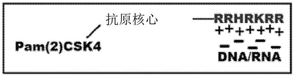 用于免疫治疗癌症的尺寸可调的微生物模拟物的制作方法