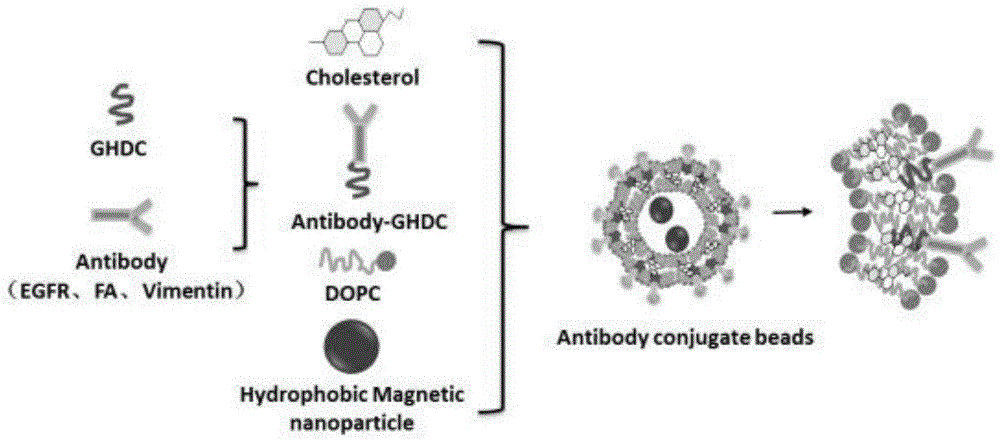 EGFR/Vimentin/叶酸免疫脂质体磁球、制备方法及试剂盒与流程