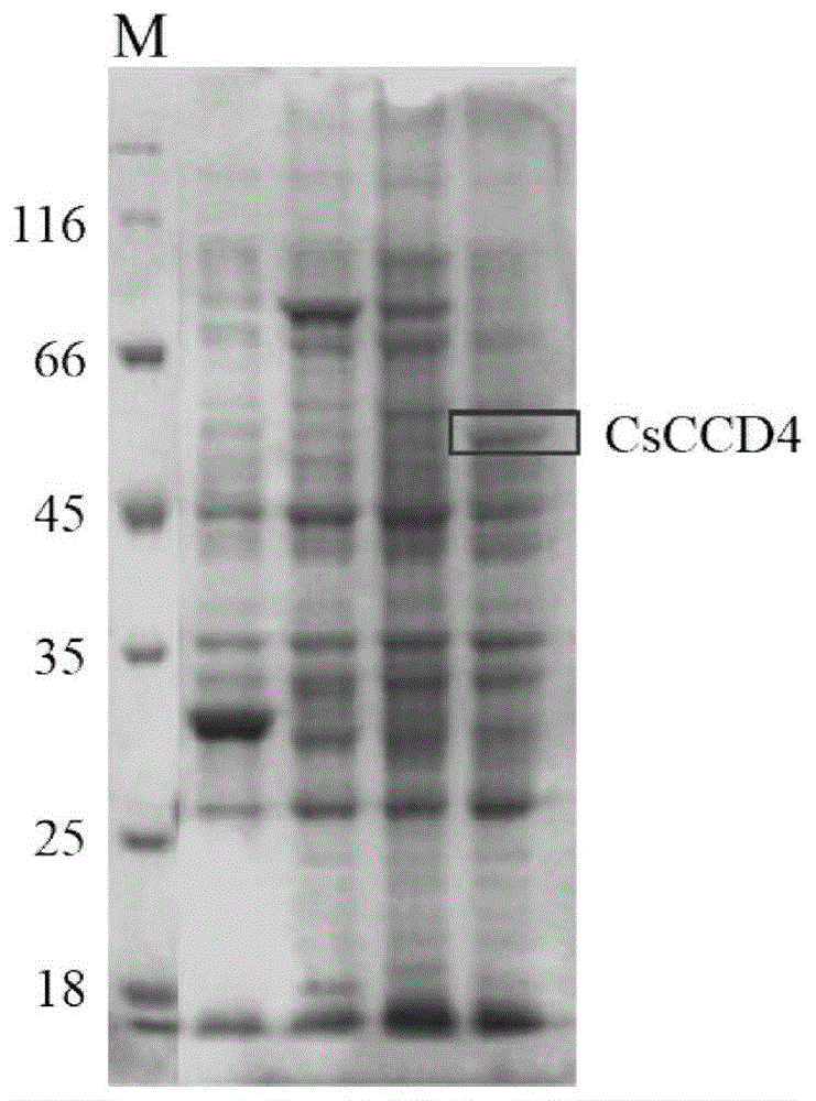 茶树类胡萝卜素裂解双加氧酶CsCCD4及其在催化合成β-紫罗酮上的应用的制作方法