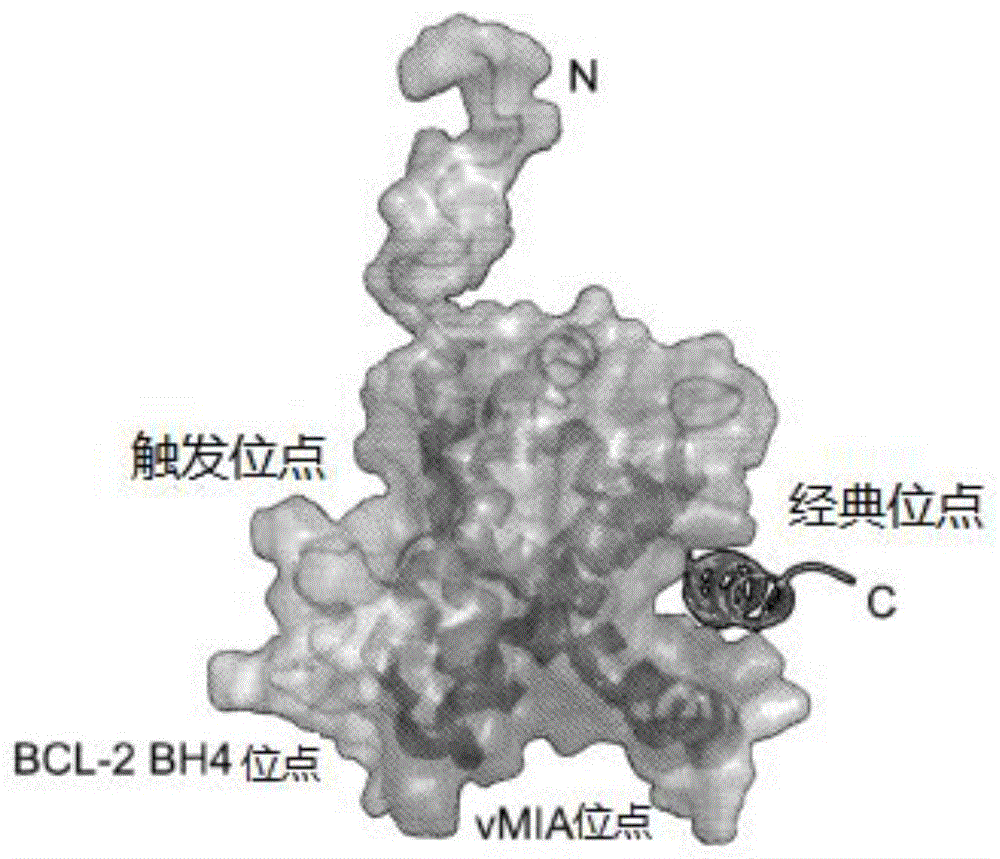 BAX活化的用于诱导细胞死亡的小分子致敏的制作方法